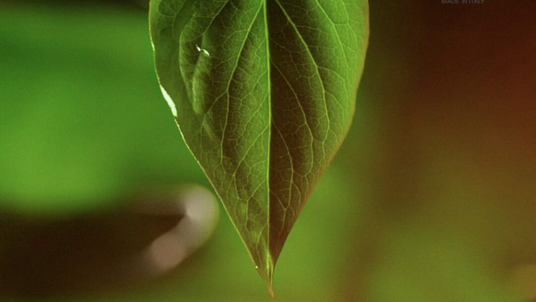 Foglia verde con sfondo sfocato, simbolo di sostenibilità e natura.