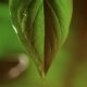 Foglia verde con sfondo sfocato, simbolo di sostenibilità e natura.