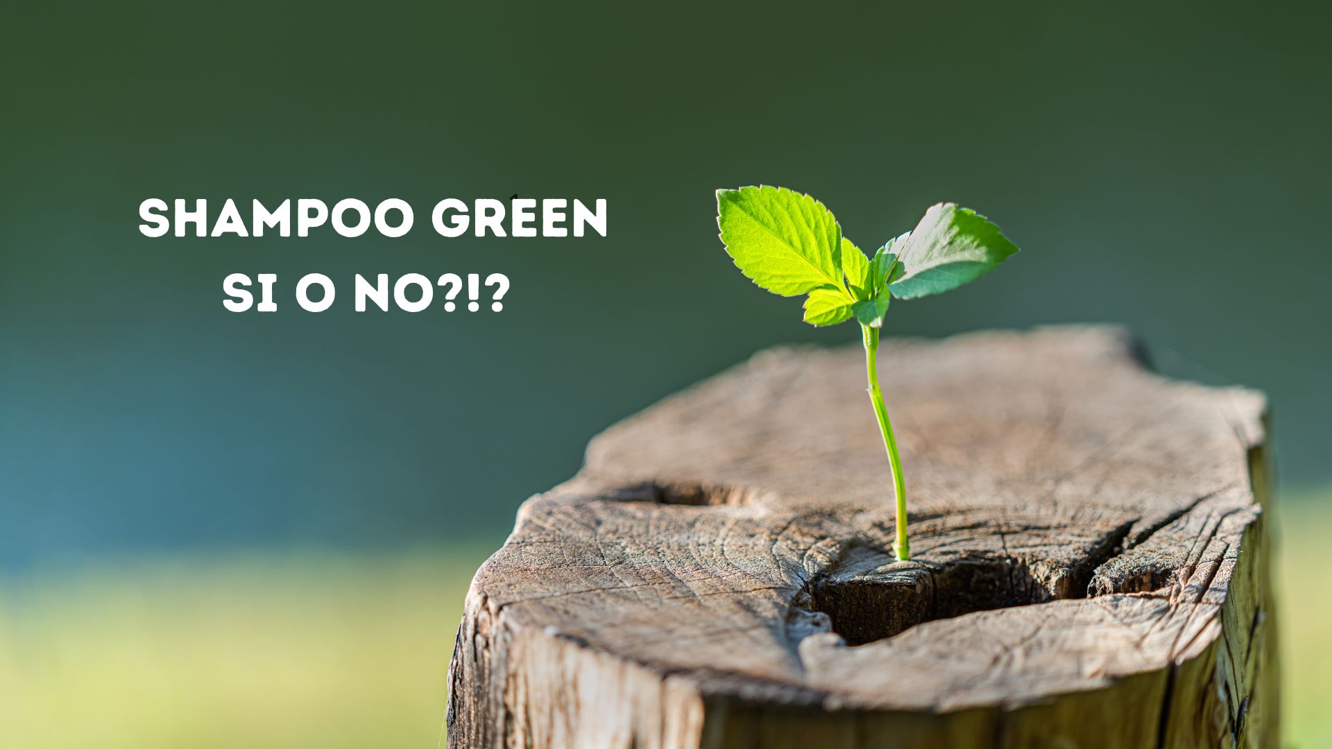Germoglio verde che cresce da un tronco tagliato con la scritta “Shampoo green: sì o no?!?” su sfondo sfocato verde.